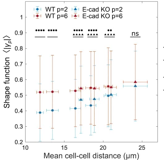 Open access visualization of Scatter Plot, Error Bars, Shape Function, Cell-Cell Distance