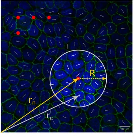 Open access visualization of Microscopy, Coarse-Graining, Shape Parameter, Shape Function