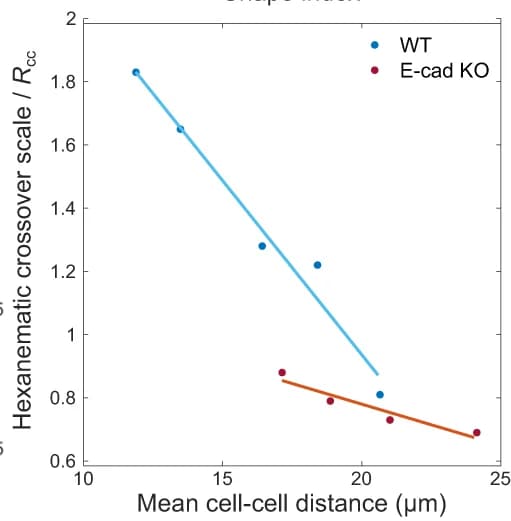 Open access visualization of Scatter Plot, Regression Plot, Hexanematic Crossover, Cell-Cell Distance