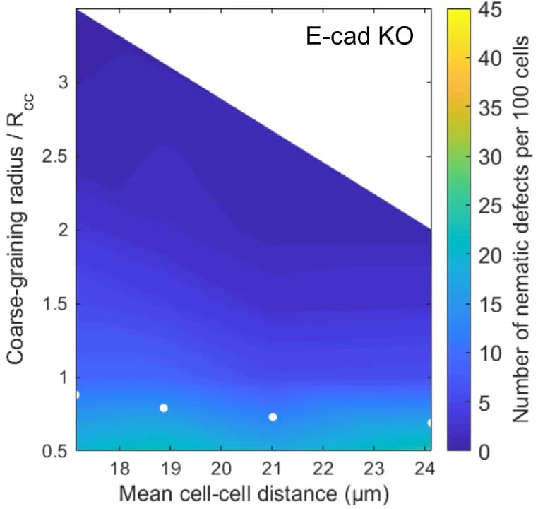 Open access visualization of Heatmap, Hexanematic Crossover, Cell-Cell Distance, Nematic Defects