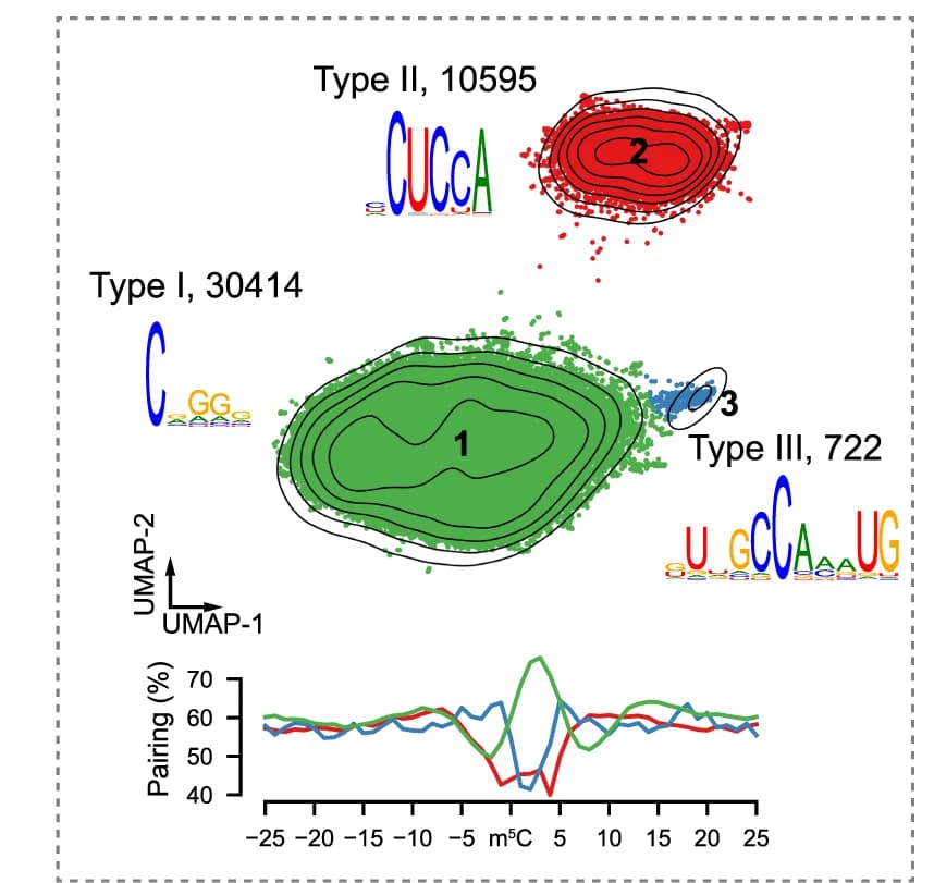 Open access visualization of UMAP, Scatter Plot, Line Plot, Density Plot, m5C Sites