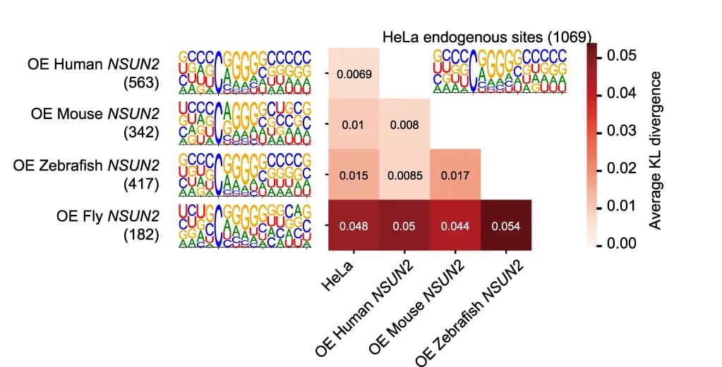 Open access visualization of Heatmap, Type I Motifs, HeLa Cells, NSUN2, Human