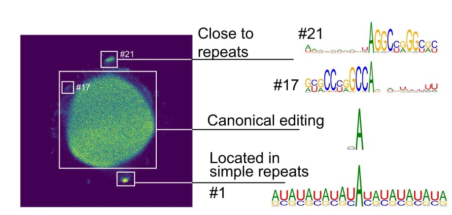 Open access visualization of Microscopy, Motifs, Non-repetitive Sites, Clusters
