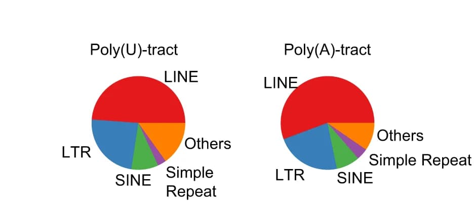 Open access visualization of Pie Chart, Repeat Elements, Poly(U) Tract, Poly(A) Tract, Fractions