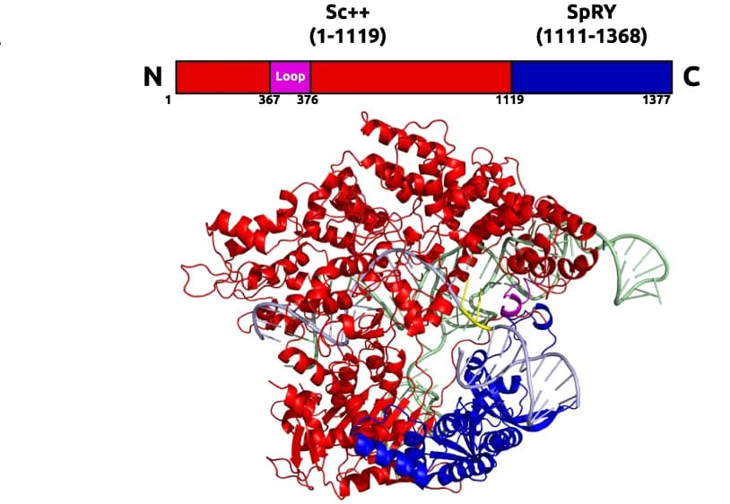 Open access visualization of Protein Structure, Homology Model, SpRYc, PAM, Loop
