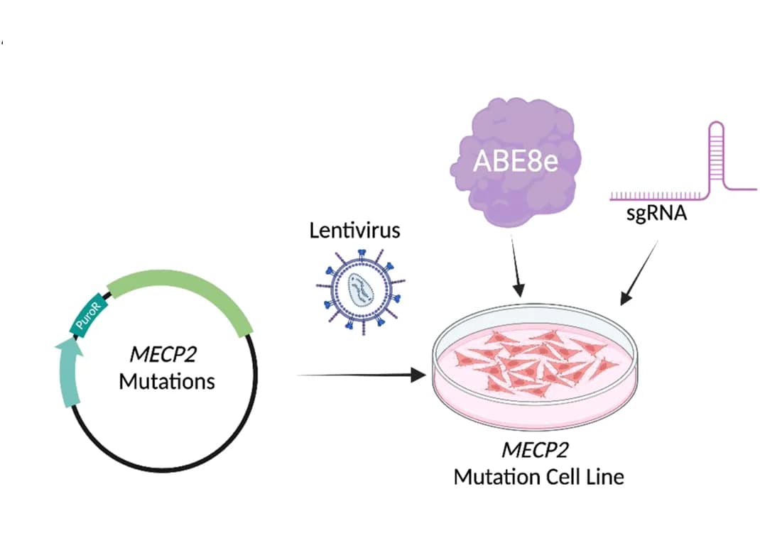 Open access visualization of Workflow, Illustration, Cell Line Generation, Base Editing