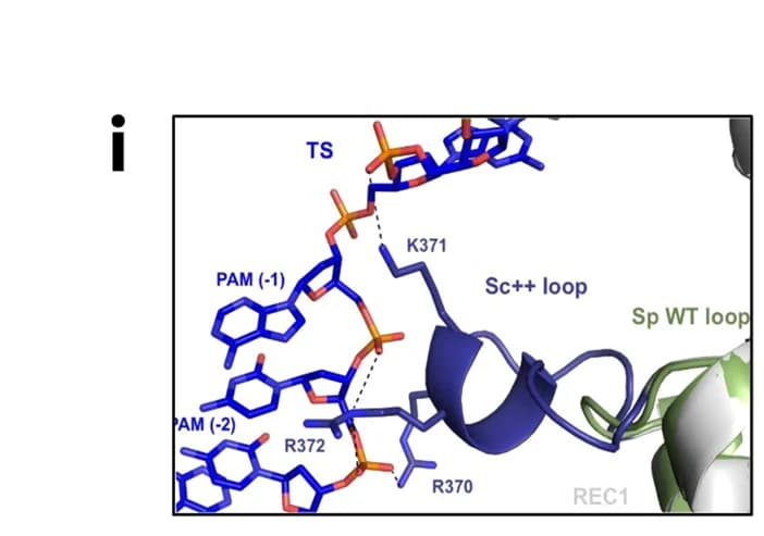 Open access visualization of Protein Structure, Chemical Structure, Homology Modeling, SWISS-MODEL, Sc ++ Loop