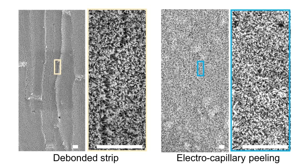 Open access visualization of Microscopy, ZnO nanorods, Thin Film, Peeling, Debonded Strip Method
