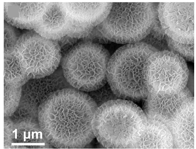 Open access visualization of Microscopy, SEM Image