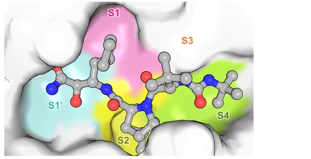 Open access visualization of Protein Structure, Chemical Structure, Molecular Surface Representation, Boceprevir, SARS-CoV-2 3CLpro