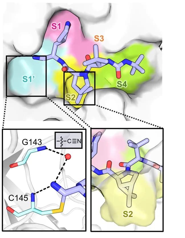 Open access visualization of Protein Structure, Chemical Structure, Compound 2, SARS-CoV-2 3CLpro, Binding mode