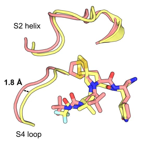 Open access visualization of Protein Structure, Chemical Structure, Binding modes, Compound 7, Simnotrelvir
