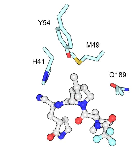 Open access visualization of Protein Structure, Chemical Structure, Nirmatrelvir, P2 segment, S2 subsite