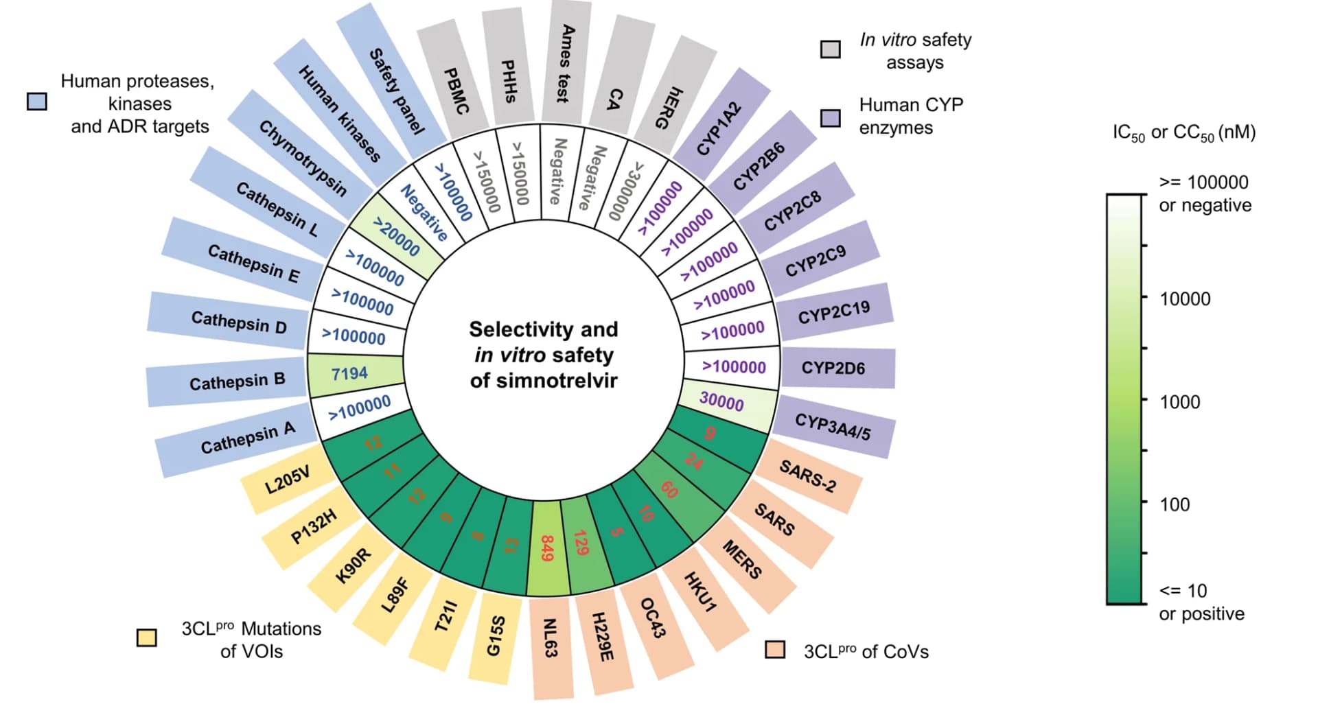 Open access visualization of Radar Chart, Heatmap, IC50 Values, Simnotrelvir, Human Proteases