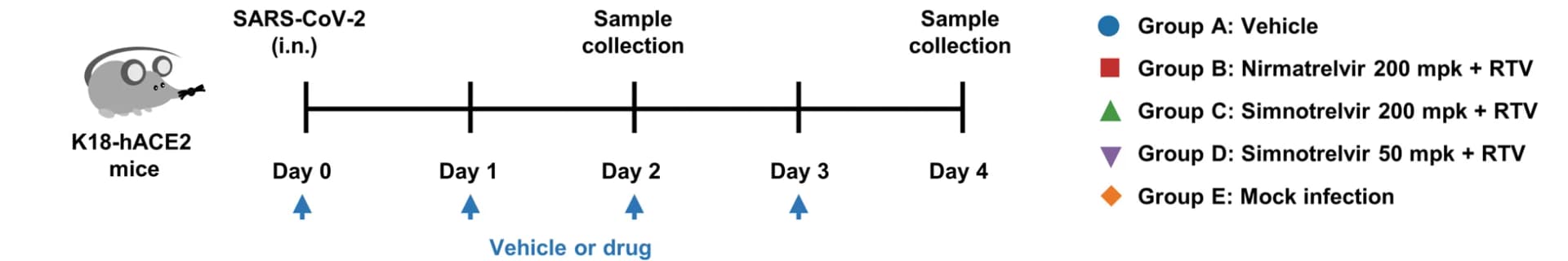 Open access visualization of Workflow, Illustration, Flow Chart, K18-hACE2 Mice, SARS-CoV-2 Delta Strain
