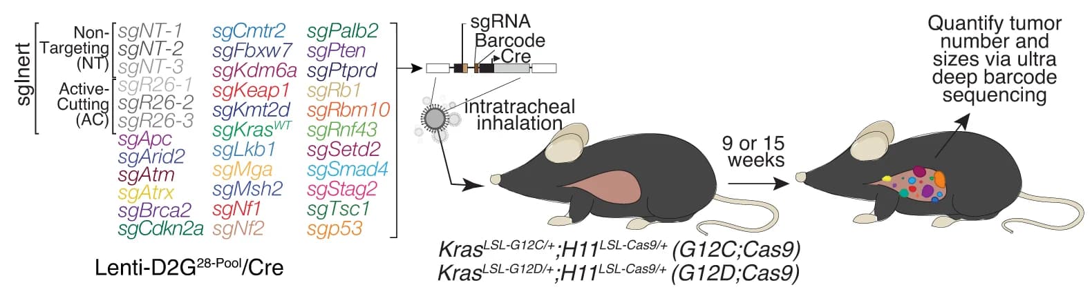 Open access visualization of Workflow, Illustration, Lenti-sgRNA/Cre vectors, Mouse Genotypes, Analysis Time Points