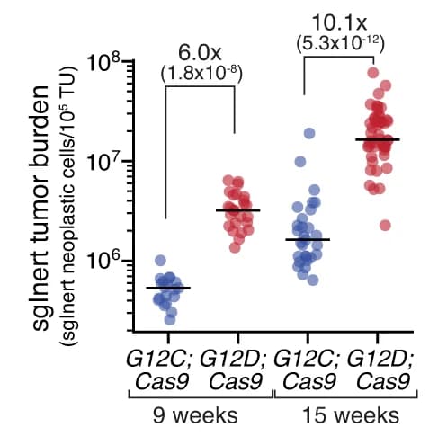 Open access visualization of Scatter Plot, Neoplastic Cells, Tumor Size, Lenti-sgInert/Cre Vectors, Oncogenic Kras