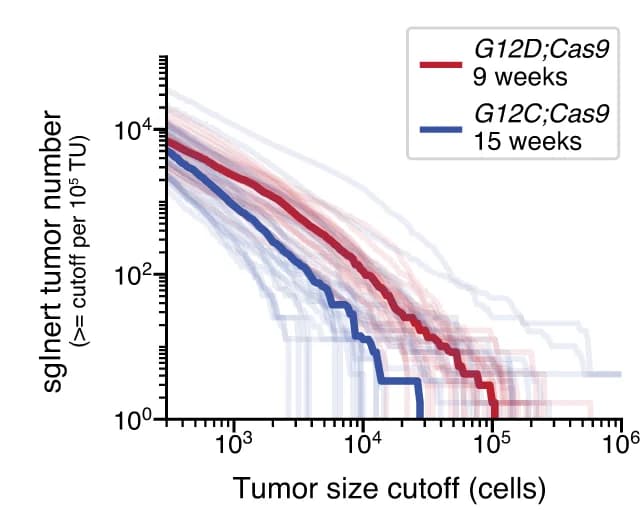 Open access visualization of Line Plot, Line Step, Tumor Size, G12D;Cas9 Mice, G12C;Cas9 Mice