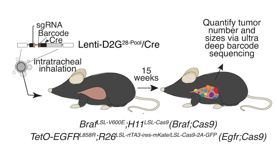 Open access visualization of Illustration, Workflow, Lenti-sgRNA/Cre vectors, Mouse genotypes, Analysis timepoints