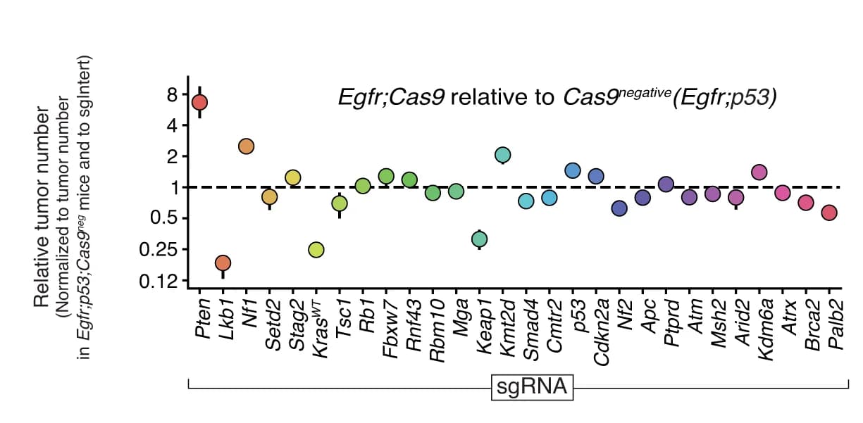 Open access visualization of Scatter Plot, Error Bars, Tumor Number, Genotypes of Mice, Confidence Interval