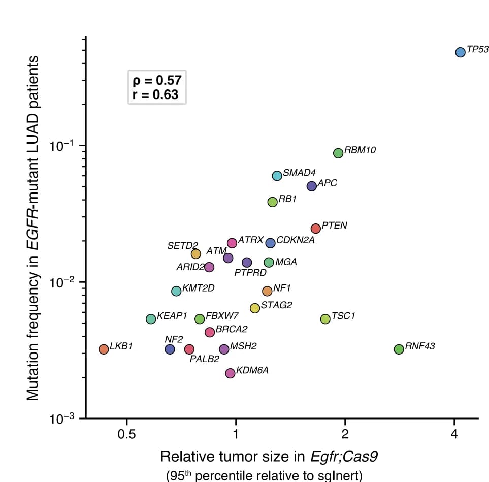Open access visualization of Scatter Plot, Tumor Size, Co-mutation Rate, EGFR, LUAD Patients