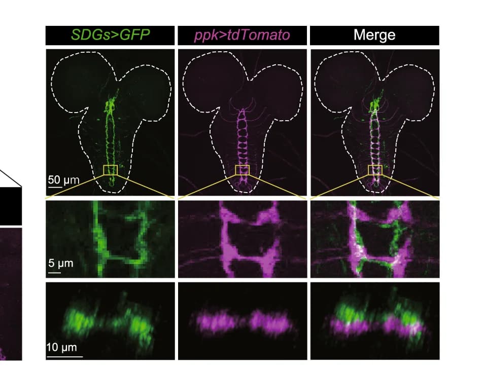 Open access visualization of Microscopy, SDGs, mCD8::GFP, C4da Neurons, ppk-CD4::tdTomato
