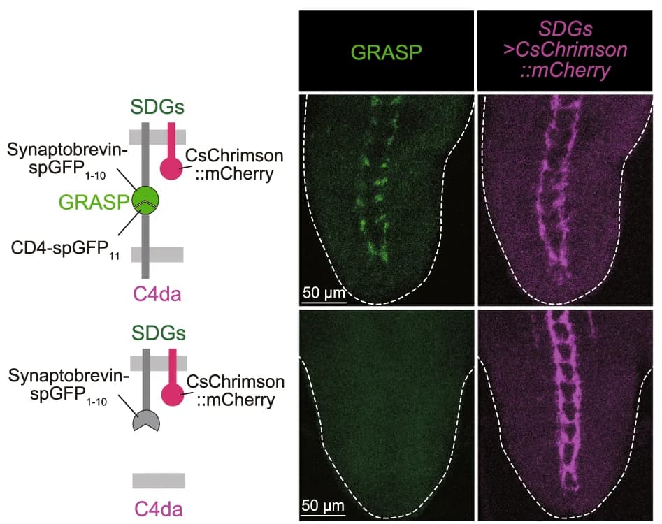 Open access visualization of Microscopy, Illustration, Syb-GRASP Signals, SDGs, C4da Neurons