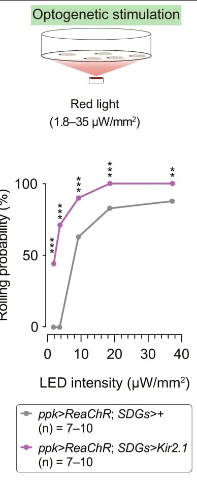 Open access visualization of Line Plot, Rolling probability, SDGs-silenced larvae, C4da Neurons, Optogenetic Stimulation