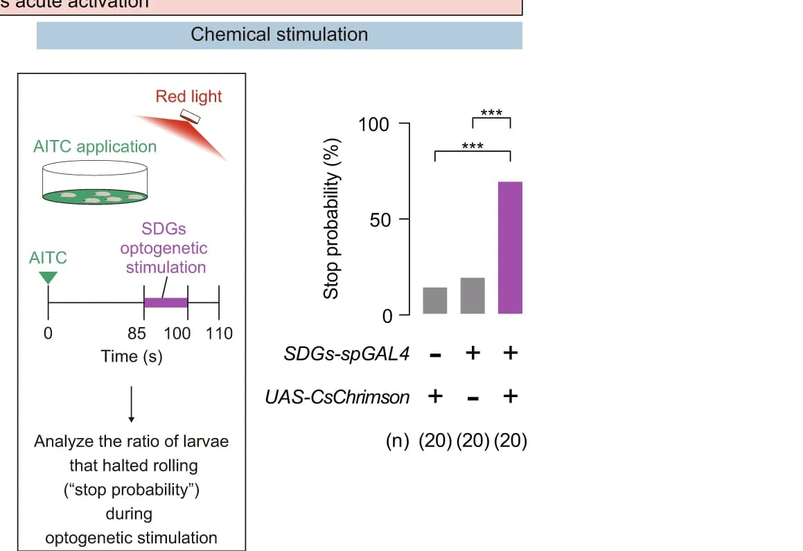 Open access visualization of Bar Plot, SDGs optogenetic activation, AITC-elicited rolling, CsChrimson, AITC