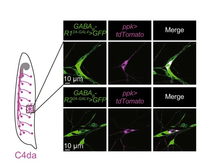 Open access visualization of Microscopy, Illustration, Colocalization, GFP, GABA B-R1 2A-GAL4