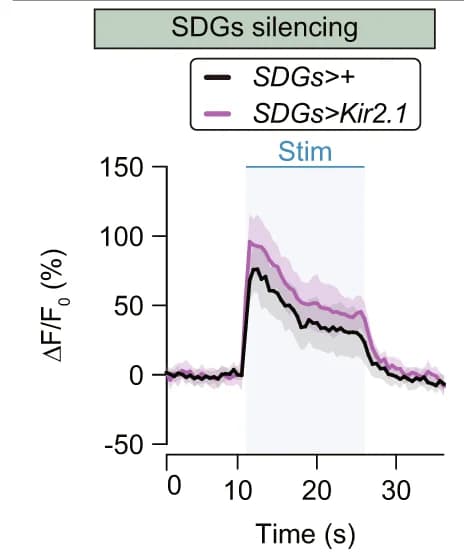 Open access visualization of Line Plot, Error Bars, Ca 2+ Imaging, Optogenetic Stimulation, SDGs