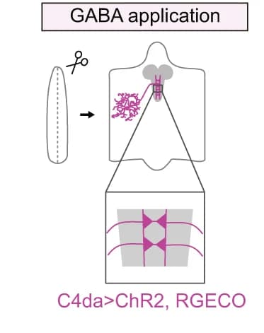 Open access visualization of Illustration, Workflow, Flowchart, Ca 2+ Imaging, C4da