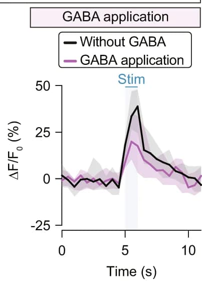 Open access visualization of Line Plot, Error Bars, Traces, F/F 0, GABA