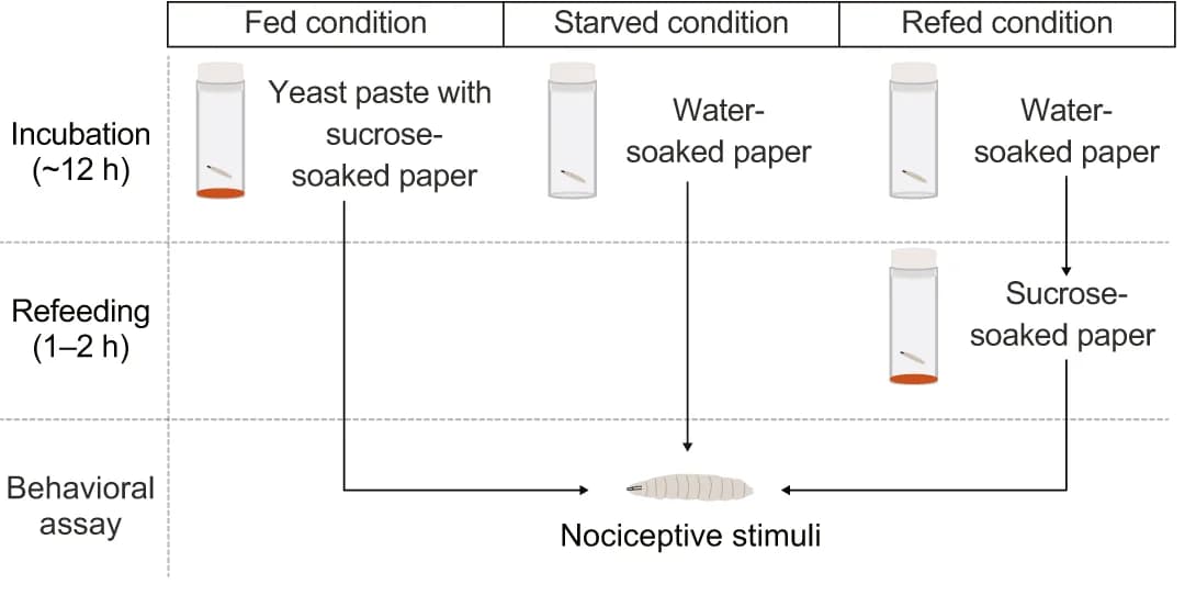 Open access visualization of Workflow, Flowchart, Illustration, Feeding, Experimental Setup