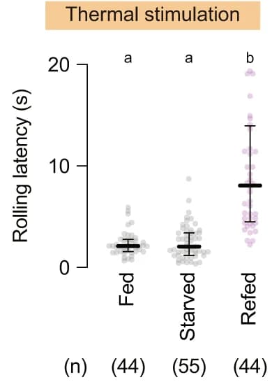 Open access visualization of Scatter Plot, Error Bars, Thermo-nociception, Larvae, Feeding