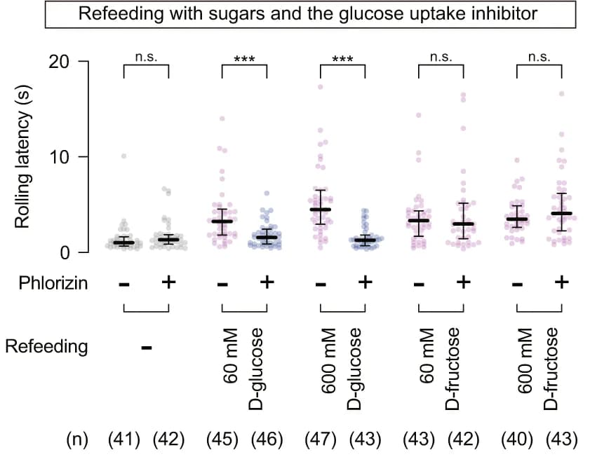 Open access visualization of Scatter Plot, Error Bars, Phlorizin, Glucose Uptake Inhibitor, Sugar