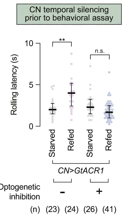 Open access visualization of Scatter Plot, Error Bars, CN Neurons, Temporal Silencing, Sugar