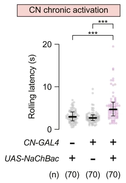 Open access visualization of Scatter Plot, Error Bars, Thermo-nociceptive Responses, Larvae, CN Neurons