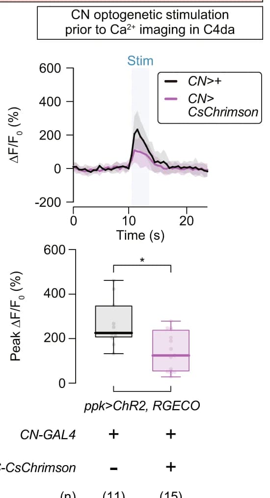 Open access visualization of Line Plot, Error Bars, Box Plot, Ca 2+ Imaging, C4da Neurons
