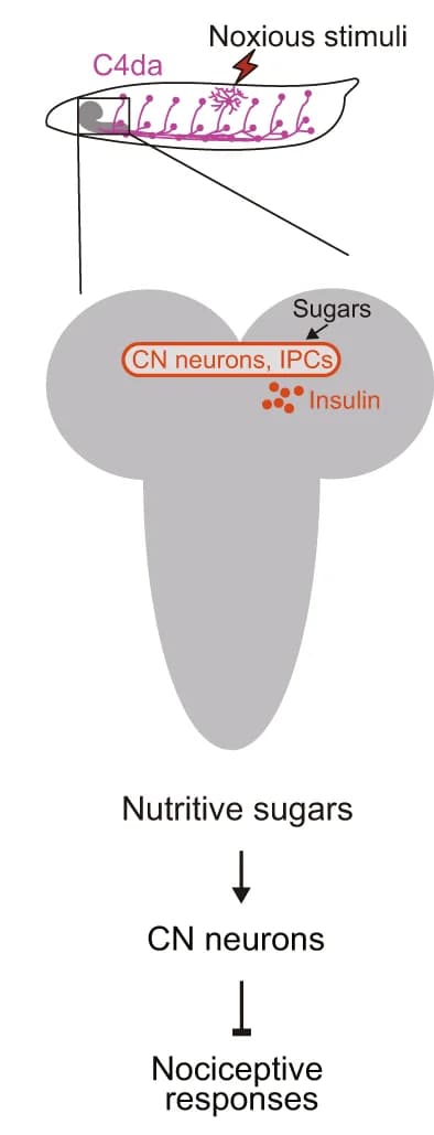 Open access visualization of Workflow, Illustration, Sugar, Refeeding, Nociceptive Responses