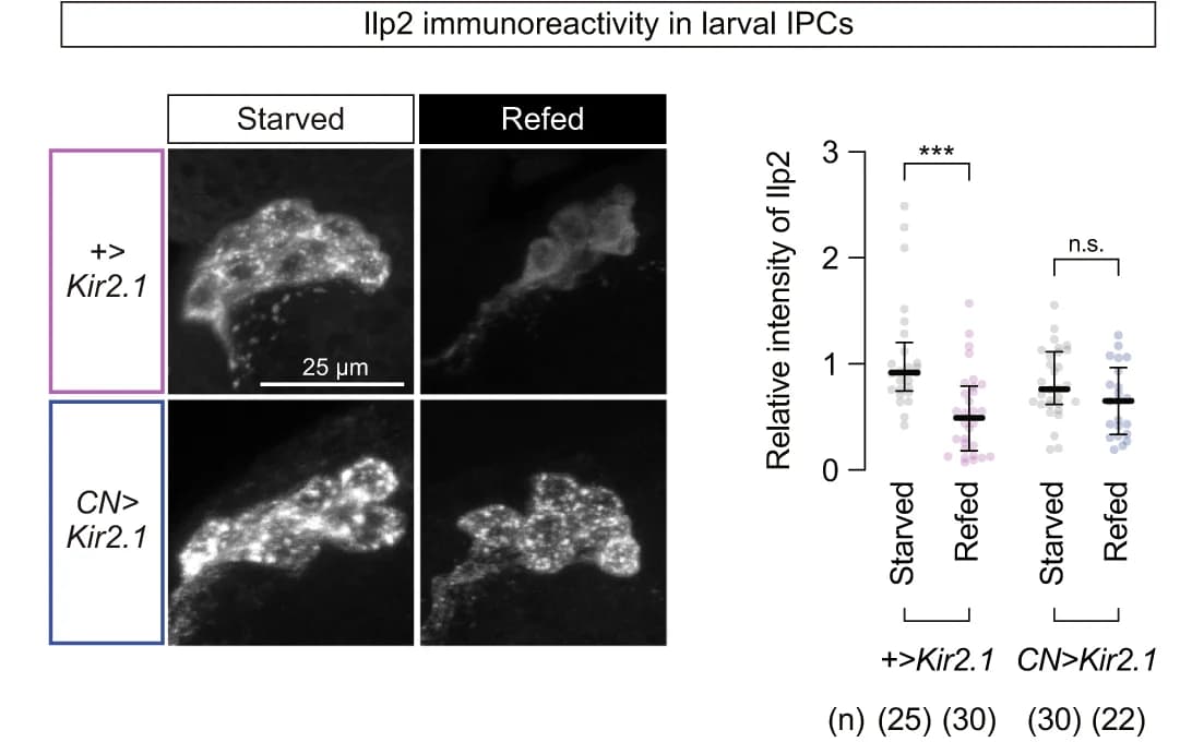 Open access visualization of Scatter Plot, Error Bars, CN Neurons, Ilp2 Immunoreactivity, Sugar Refeeding