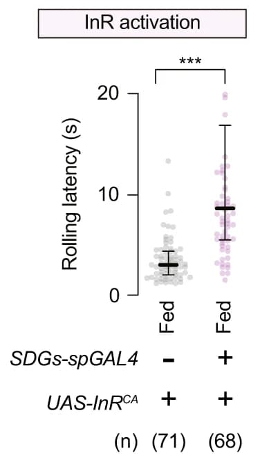 Open access visualization of Scatter Plot, Error Bars, Rolling Latency, Larvae, InR Activity