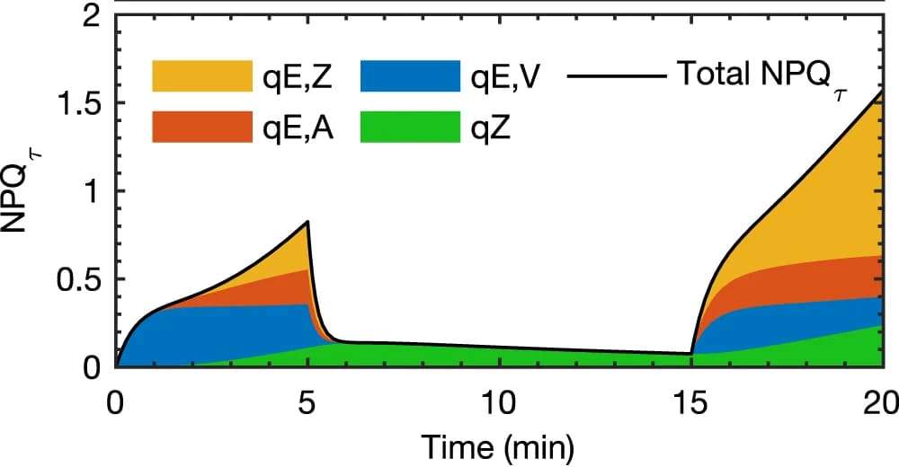 Open access visualization of Line Plot, Stacked Bar Plot, Xanthophyll, NPQ tau, Model