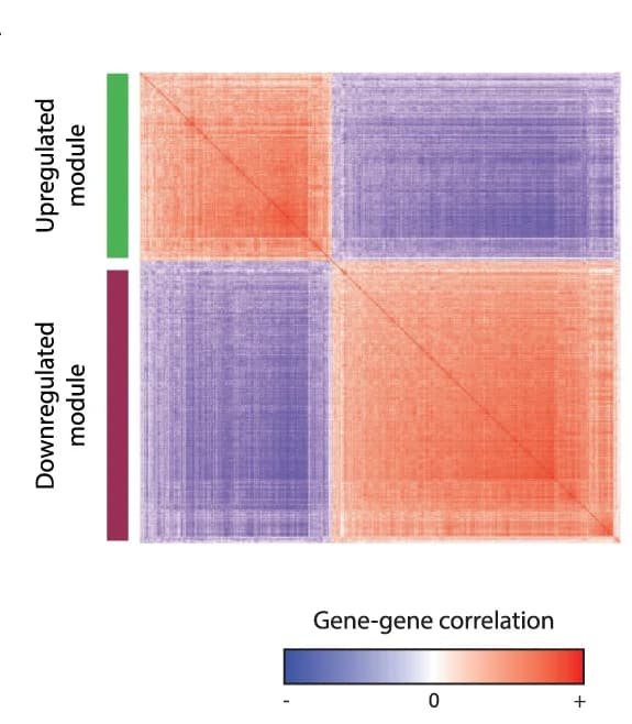 Open access visualization of Heatmap, Clustered, Co-expression Matrix, Genes, UroA Tumors