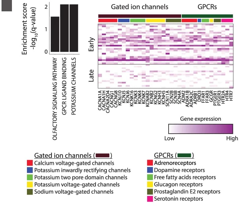 Open access visualization of Heatmap, Bar Plot, Pathway Enrichment, Downregulated Module, Expression Levels