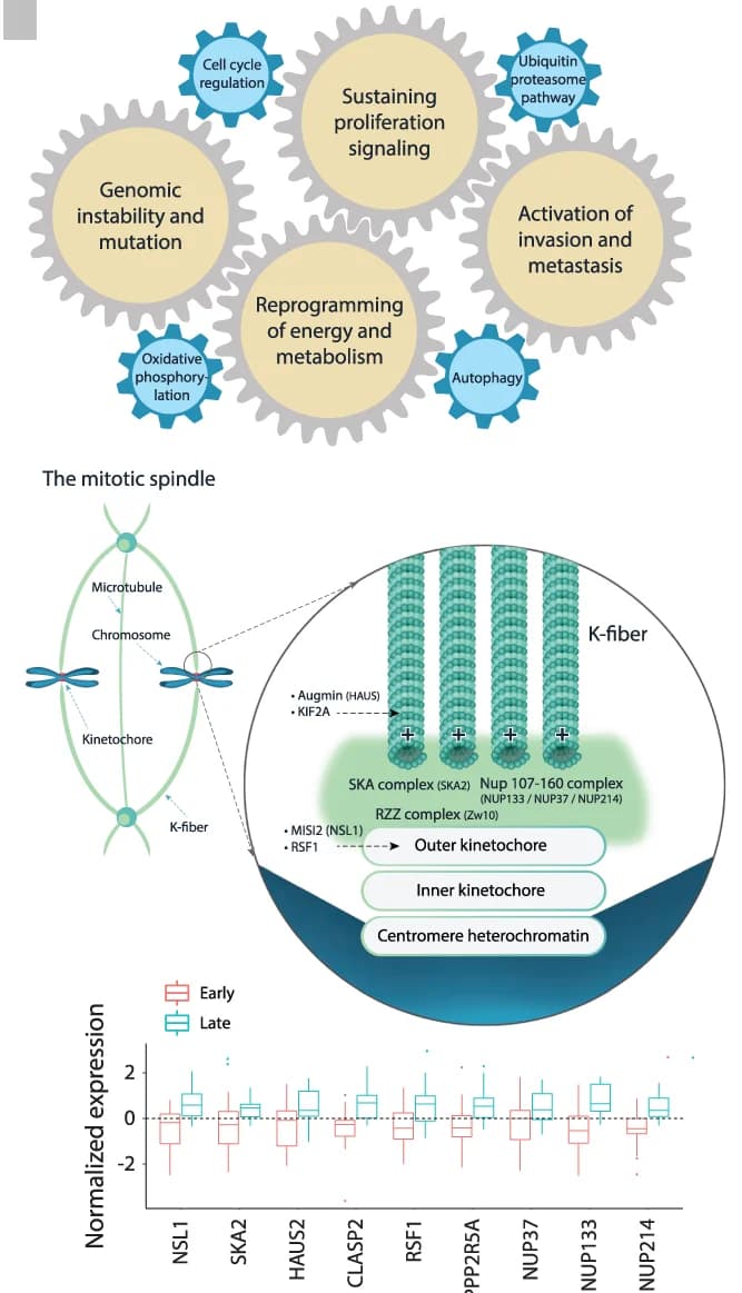Open access visualization of Workflow, Illustration, Box Plot, Molecular Model, UBC Tumorigenesis