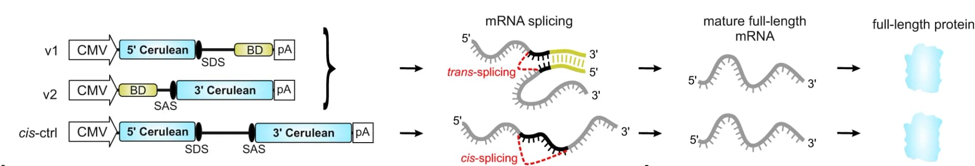 Open access visualization of Workflow, Illustration, mRNA trans-splicing, Fluorophore assay, Cis-splicing vector