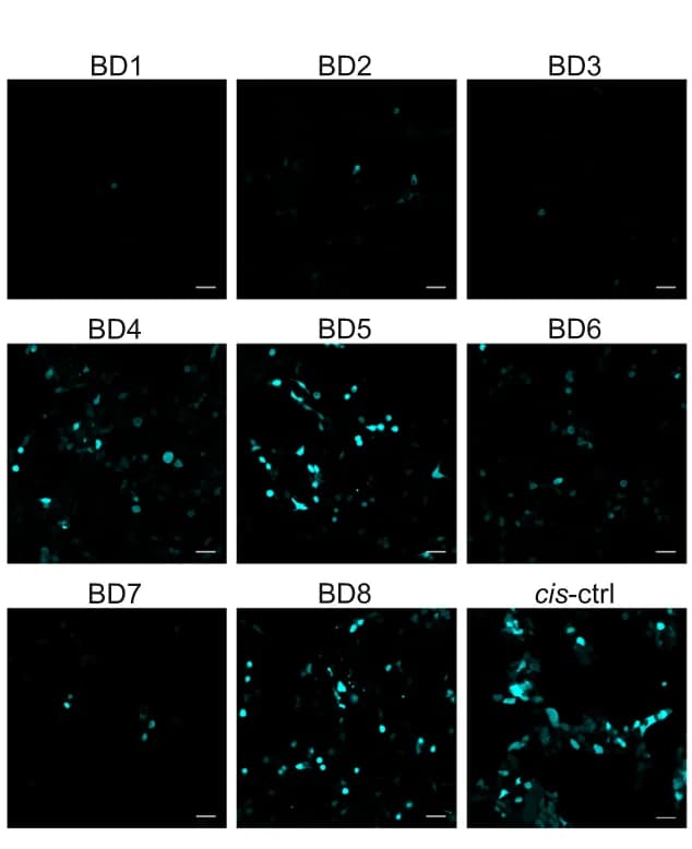 Open access visualization of Microscopy, Confocal images, HEK293 Cells, Transfection, Binding Domains
