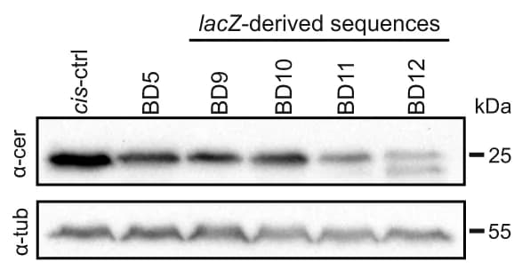 Open access visualization of Gel, Western blot, Transfected Cells, Binding Domains, Human