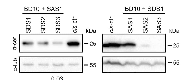 Open access visualization of Gel, Western blots, Transfected Cells, Splice Donor Site, Splice Acceptor Site